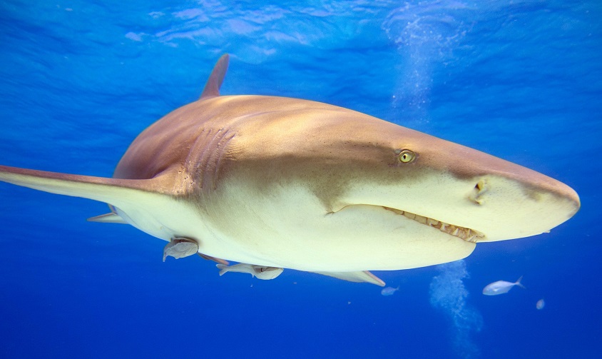 diving on Tiger Beach, Bahamas
