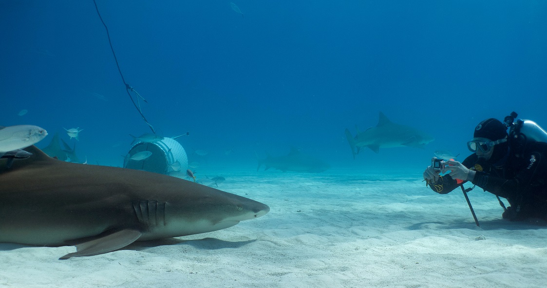Christian Kemper_diving on Tiger Beach, Bahamas Christian Kemper_tiger-Beach_shark