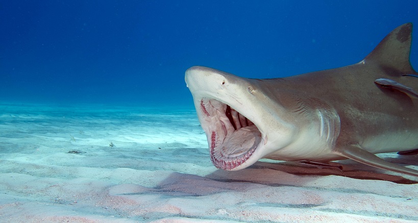 diving on Tiger Beach, Bahamas