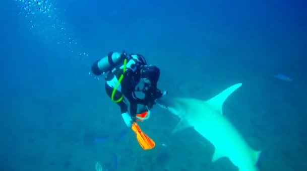 Hammerhead shark Florida Christian_Torres_hammerhead_shark_florida