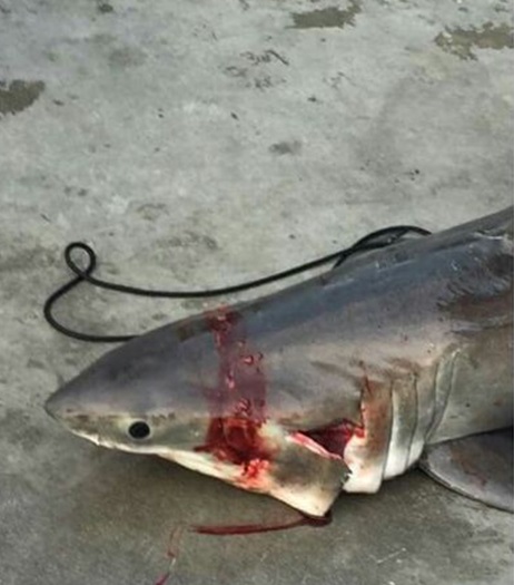 Christine_wheeler_great_white_shark