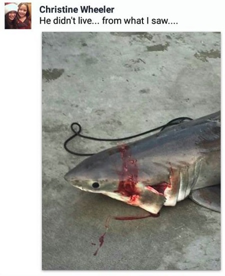 Christine_wheeler_great_white_shark_california