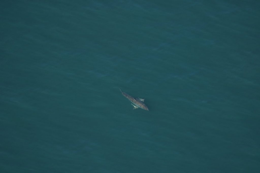 great white shark florida