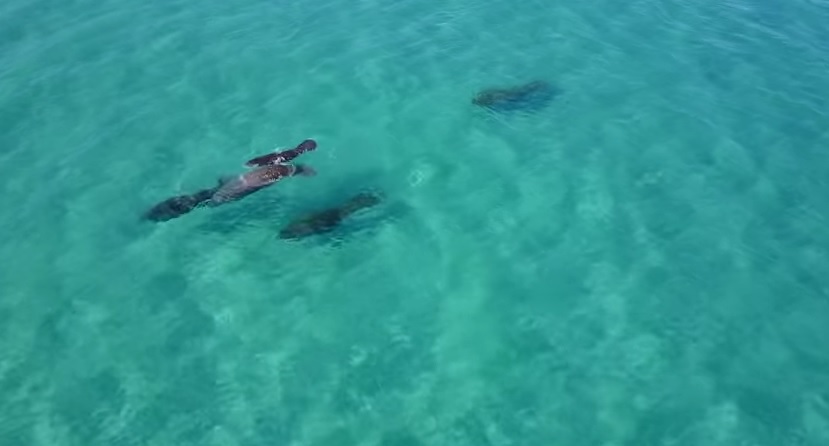 Florida Manatee