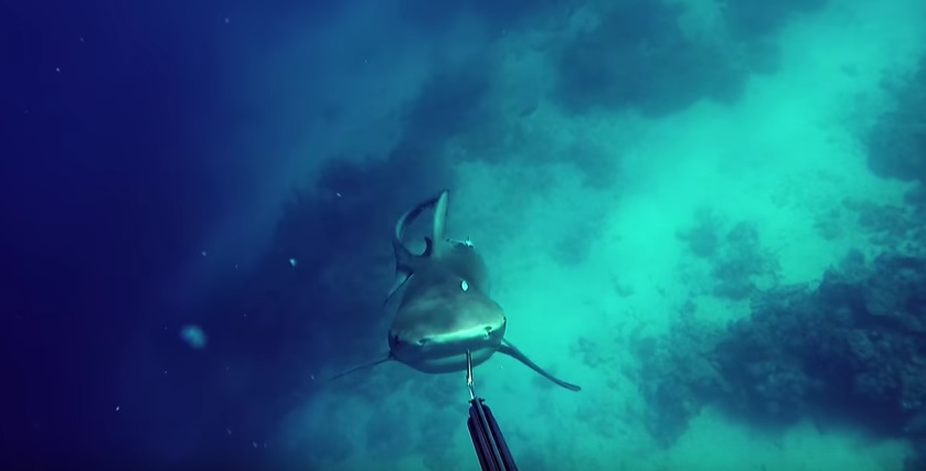 Danny_Henricks _bull_shark_attack_slow_motion