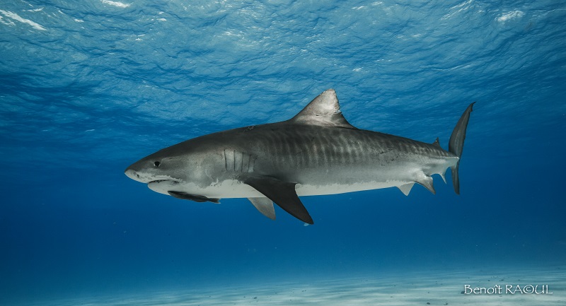 Benoit_Raoul__tiger_shark_tiger_beach