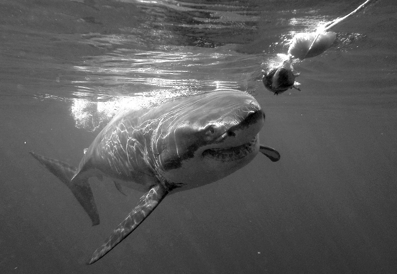 Christian Kemper _great-white-shark-cage-diving