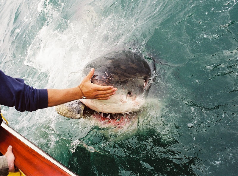 Christian Kemper _great-white-shark-