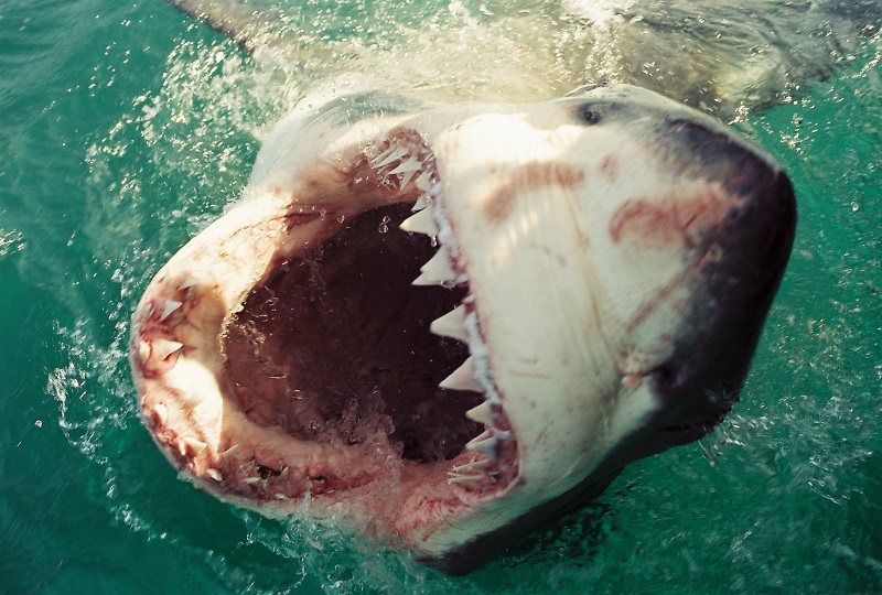 Christian Kemper _great-white-shark-cage-diving_3