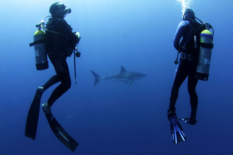 Divers outside of a shark cage with great white shark