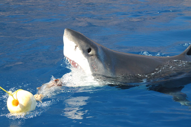 Christian Kemper -great-white-shark