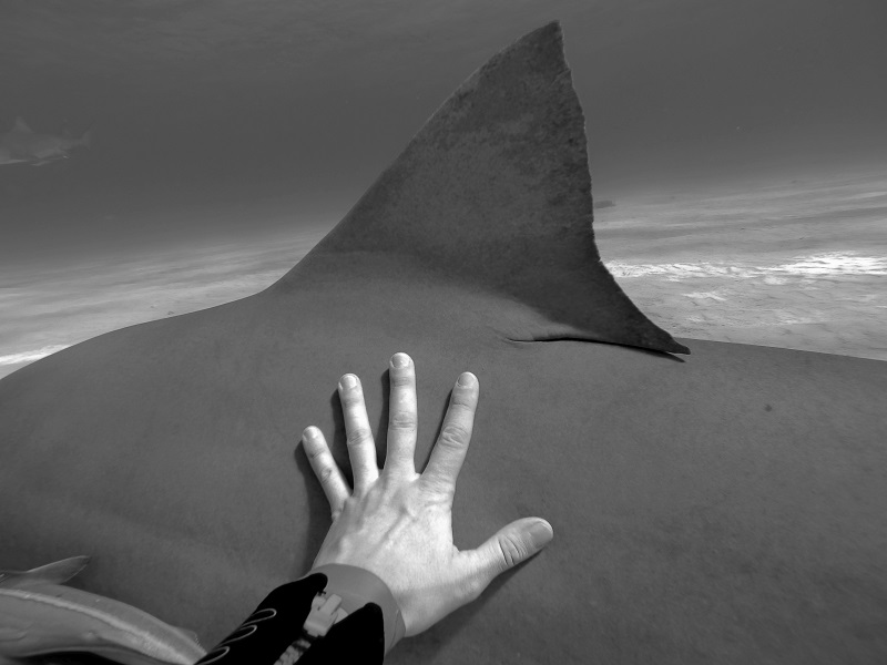 Christian_Kemper_tiger_shark_tiger_beach
