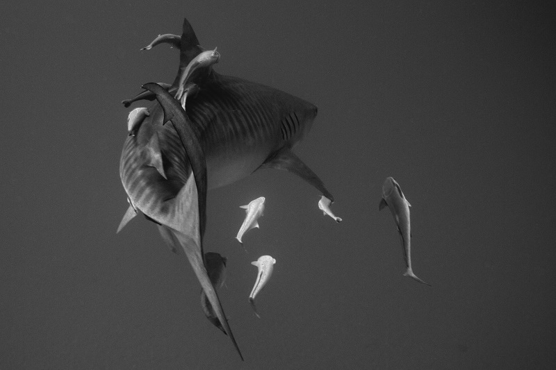 Daniel Flormann_tiger_shark_tiger_beach