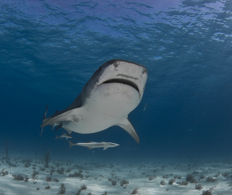 Debra Canabal_tiger_shark_tiger_beach