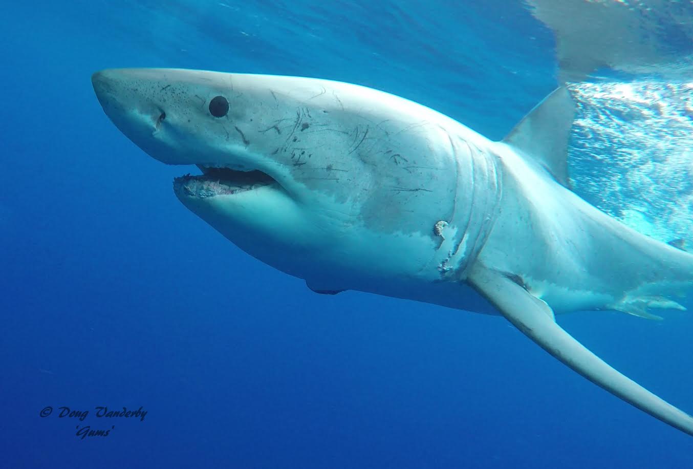 Video: Gums, the toothless Great White Shark