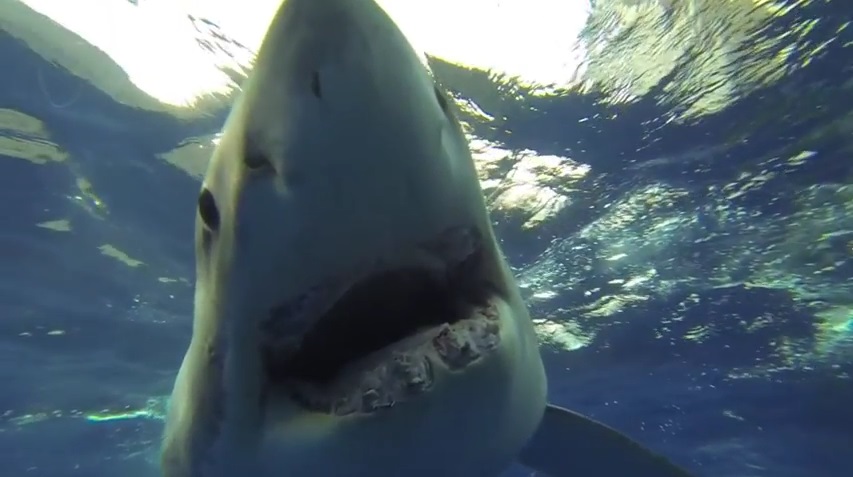 toothless Great White Shark toothless_great_white_shark