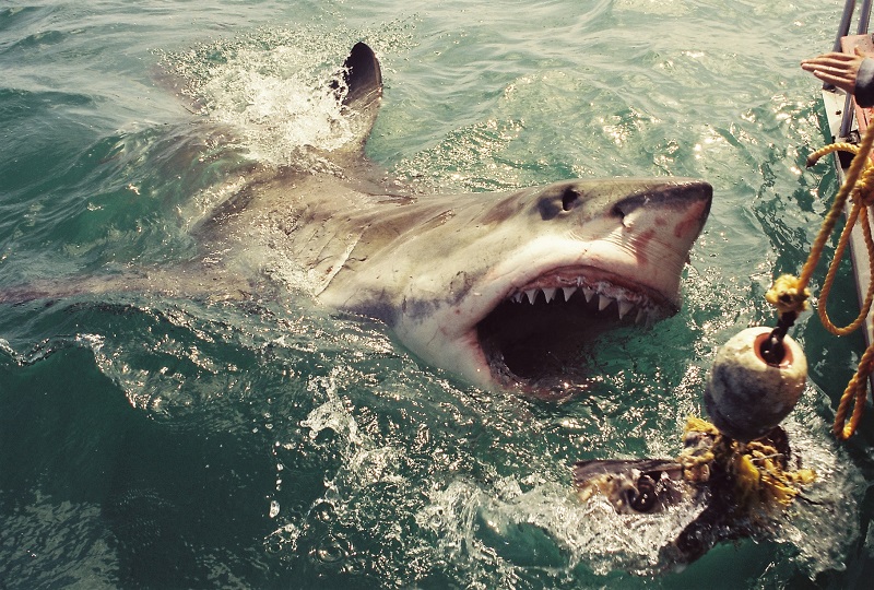 Christian Kemper James Moskito of Great White Adventures