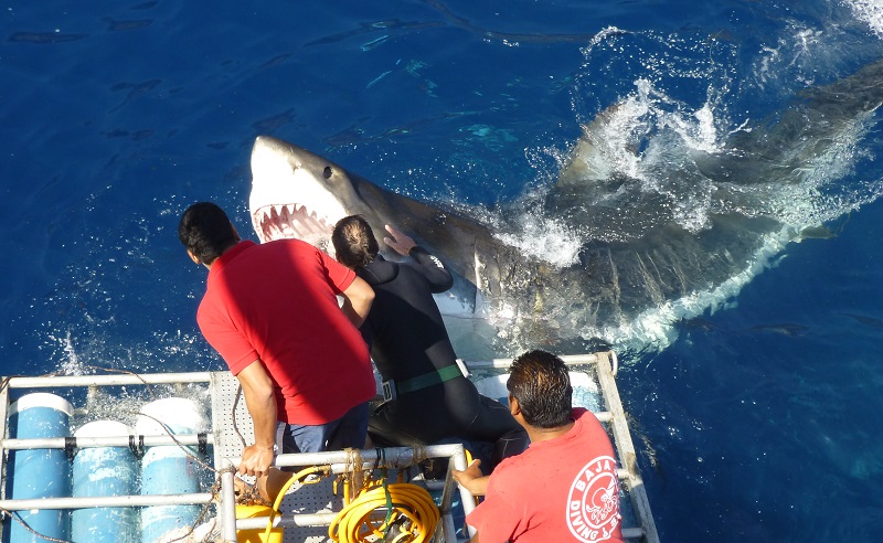 great white Marshall C. Fields
