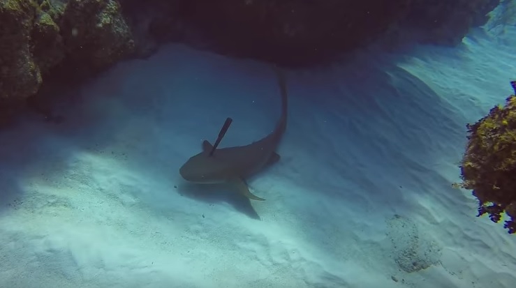 Matt Lamers_nurse_shark_stabbed_in_its_head_Cayman_Brac