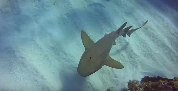 Matt Lamers_nurse_shark_stabbed_in_its_head_Cayman_Brac_3