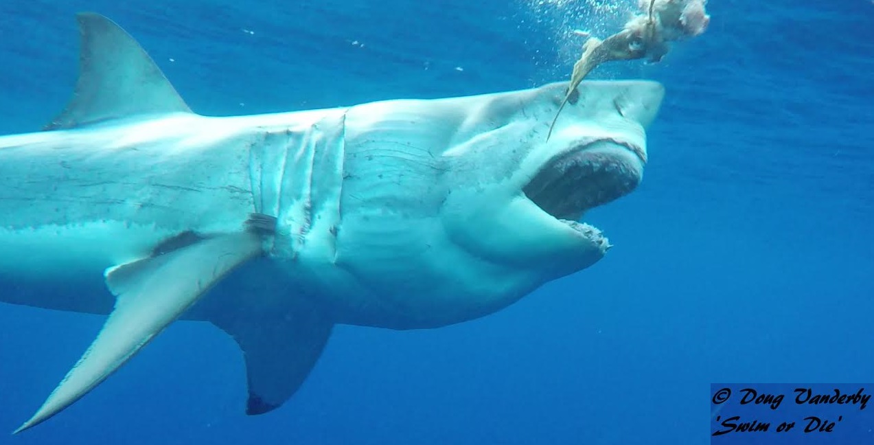 Video: Gums, the toothless Great White Shark • Tracking Sharks