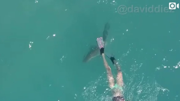 Video Blacktip Shark Nearly Bites Snorkeler S Fins