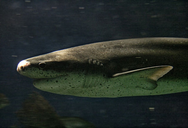 Sevengill shark