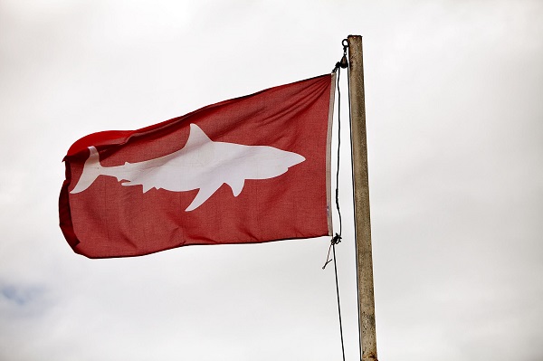 Christian_Kemper_why are we scared of sharks_flag