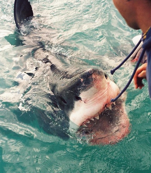 Christian_Kemper_why are we scared of sharks_great_white