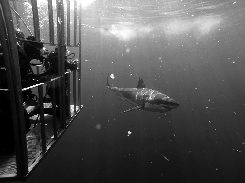 Great_white_shark_cage_dive