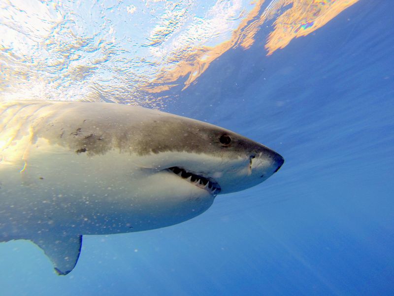 Great_white_shark_cage_dive