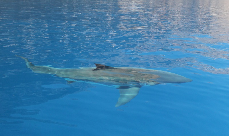 The Fear Beneath Why are we afraid of sharks_christian_Kemper