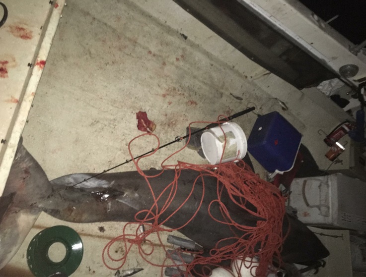 great white jumps into boat Terry Selway