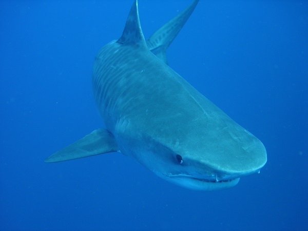 Michael Supp_tiger_shark
