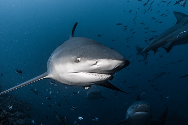 Bull Shark swimming in the water.