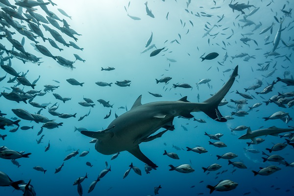 Tom Vierus_Bull Sharks