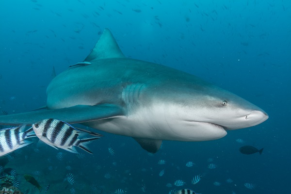 Tom Vierus_Bull Sharks