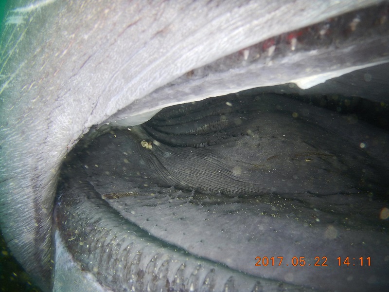 Video: inside_a_megamouth_sharks_mouth_Hiroyuki Arakawa_Facebook_1