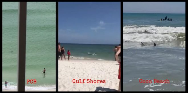 2017_Sharks_close_shore_Gulf_Coast