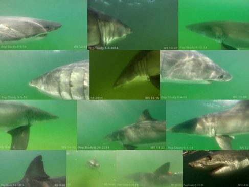 Atlantic White Shark Conservancy