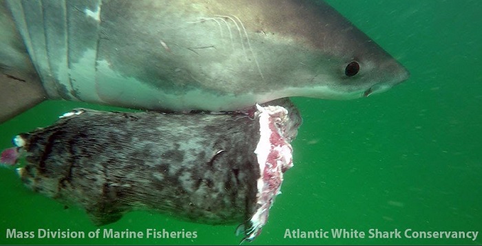 Atlantic White Shark Conservancy_Massachusetts Division of Marine Fisheries _great_white_sharks_Seal