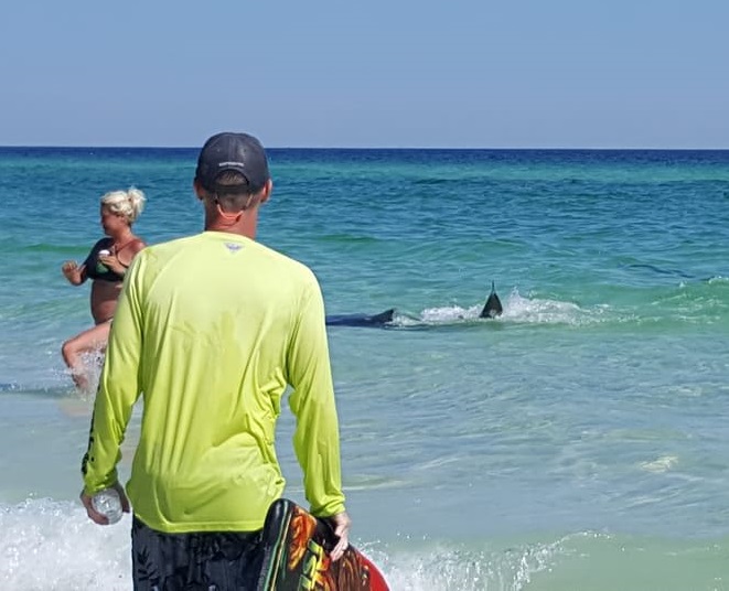 Stephanie Stevens Adcock_Okaloosa Island_Beach_sharks_2017