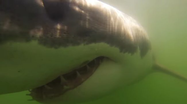 Watch: Encounters with great white sharks in California