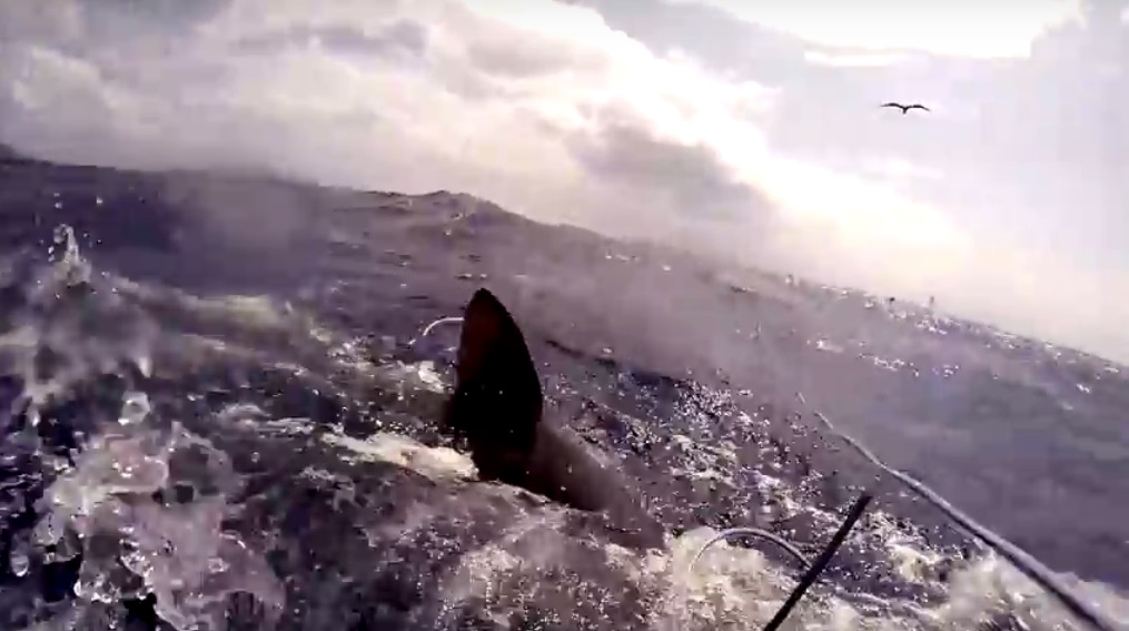 shark_attack_bite_Ascension_Island_Spearfishing_no_Injury