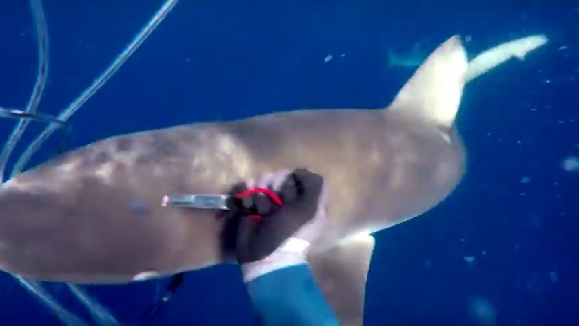 shark_attack_bite_Ascension_Island_Spearfishing_no_Injury