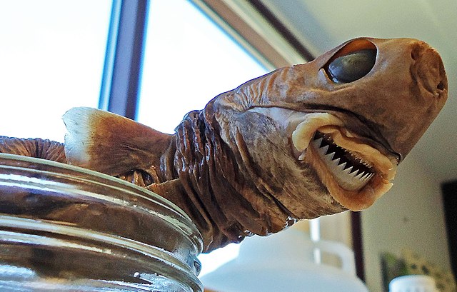 cookiecutter shark attack bite