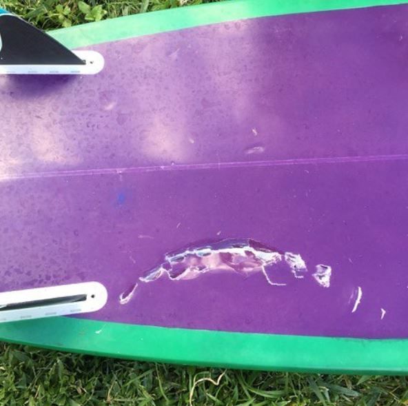 2018_shark_Attack_Marjorie Mariano_Haleiwa_Hawaii tiger shark surfboard