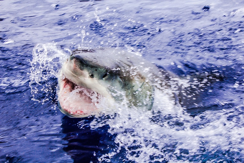 Alex_Wright_behind the scenes cage diving with great white sharks_guadalupe_1