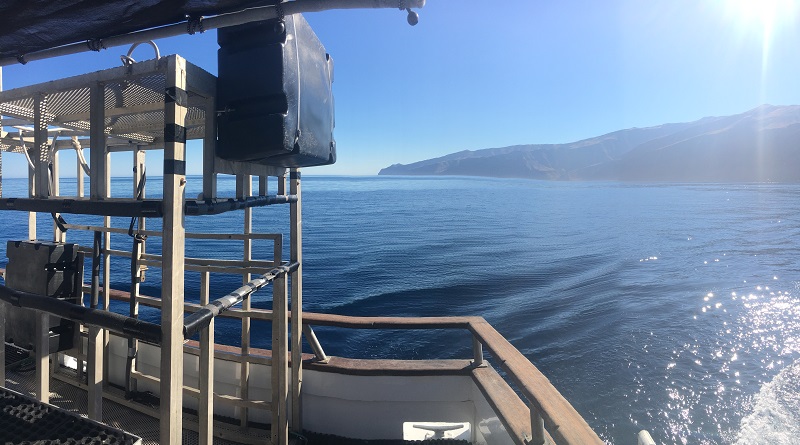 Alex_Wright_behind the scenes cage diving with great white sharks_guadalupe_10