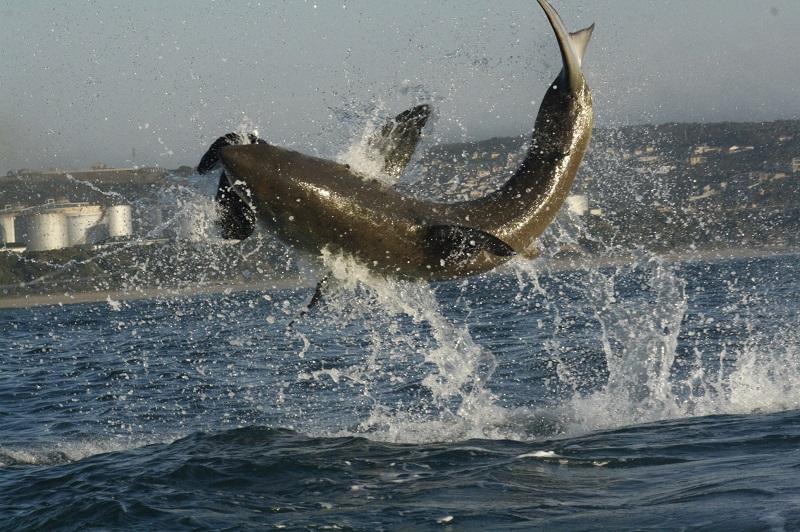 Alex_wright_great-white shark cage diving boat_South Australia Port Lincoln Calypso Star charters .2